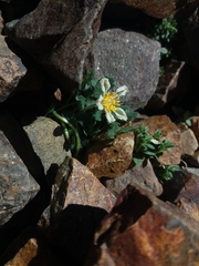 Caiophora pulchella