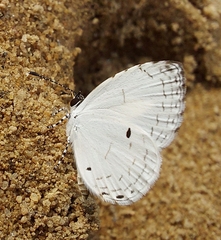 Neopithecops zalmora