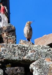 Anthus bogotensis