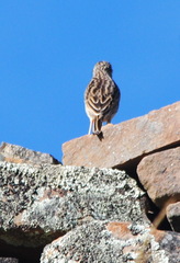 Anthus bogotensis