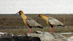 Theristicus melanopis