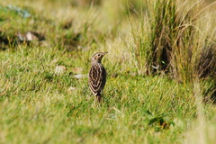 Anthus bogotensis