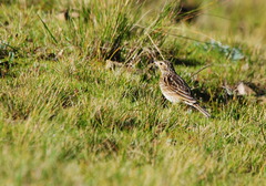 Anthus bogotensis
