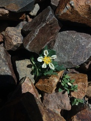 Caiophora pulchella