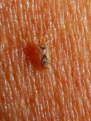 Thaumastocoris peregrinus