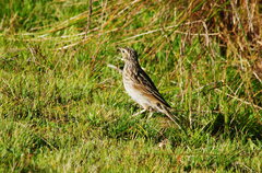 Anthus bogotensis