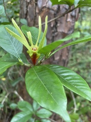 Gardenia jasminoides