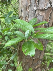 Gardenia jasminoides