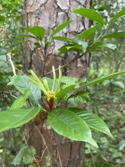 Gardenia jasminoides
