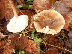 Rhodocollybia butyracea