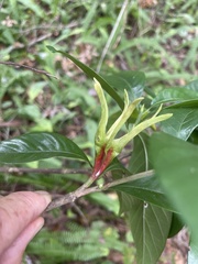 Gardenia jasminoides