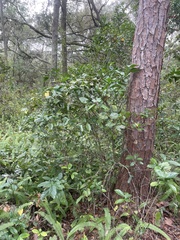 Gardenia jasminoides