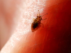 Thaumastocoris peregrinus