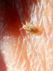 Thaumastocoris peregrinus