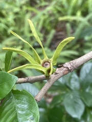 Gardenia jasminoides