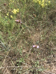 Petrorhagia prolifera