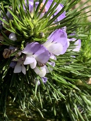 Psoralea affinis
