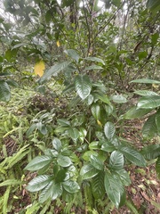 Gardenia jasminoides