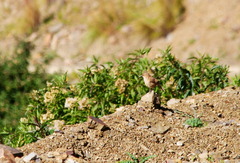 Upucerthia validirostris