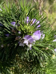Psoralea affinis