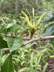 Gardenia jasminoides