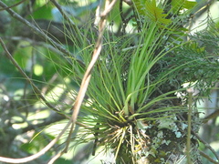 Tillandsia