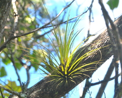 Tillandsia