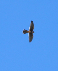 Falco femoralis