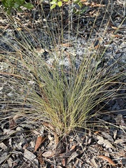 Aristida stricta