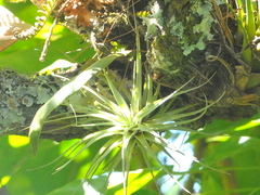 Tillandsia