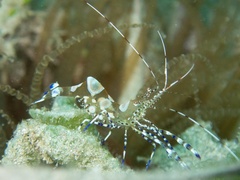 Periclimenes yucatanicus