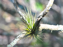 Tillandsia