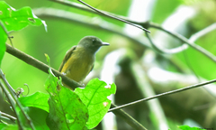 Mionectes oleagineus