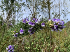 Psoralea affinis