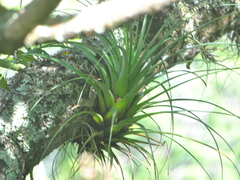 Tillandsia