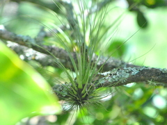 Tillandsia
