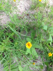 Melampodium linearilobum