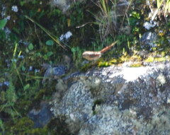 Sylviorthorhynchus yanacensis