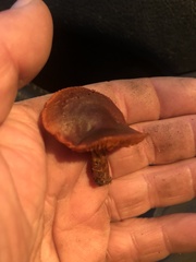 Cortinarius tinctorum