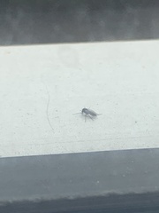 Chironomoidea