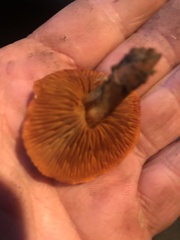 Cortinarius tinctorum