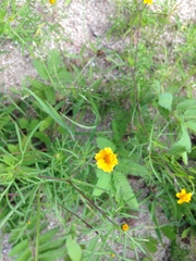 Melampodium linearilobum