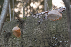 Fomitiporia hartigii