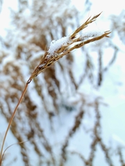 Sporobolus michauxianus