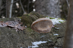 Fomitiporia hartigii