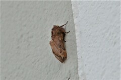 Ptilophora plumigera