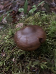 Cortinarius tinctorum