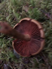 Cortinarius tinctorum