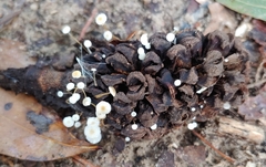 Strobilurus conigenoides