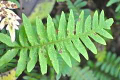 Polypodioideae